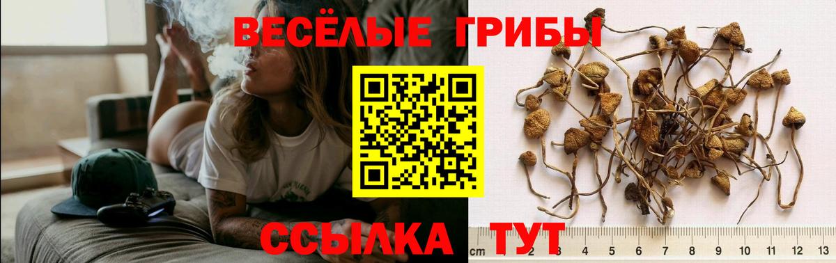 Нарткала  Псилоцибиновые грибы Psilocybine cubensis  Вход с VPN 